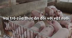 Bài 38: Vai trò của thức ăn đối với vật nuôi