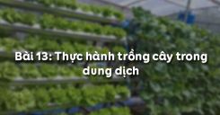 Bài 14: Thực hành trồng cây trong dung dịch
