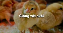 Bài 31: Giống vật nuôi