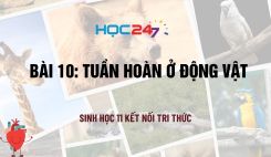 Bài 10: Tuần hoàn ở động vật
