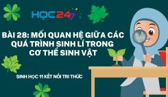 Bài 28: Mối quan hệ giữa các quá trình sinh lí trong cơ thể sinh vật