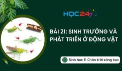 Bài 21: Sinh trưởng và phát triển ở động vật