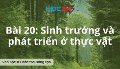 Bài 20: Sinh trưởng và phát triển ở thực vật