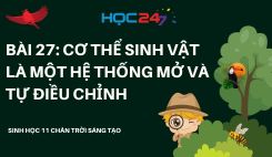 Bài 27: Cơ thể sinh vật là một hệ thống mở và tự điều chỉnh