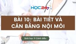 Bài 10: Bài tiết và cân bằng nội môi