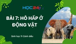 Bài 7: Hô hấp ở động vật