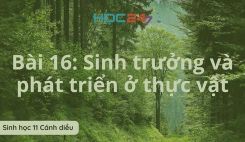 Bài 16: Sinh trưởng và phát triển ở thực vật