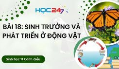 Bài 18: Sinh trưởng và phát triển ở động vật